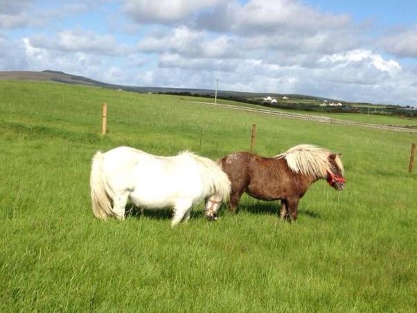 Ceol Na Dtonnta Hotell Doolin Exteriör bild